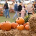 Pumpkins at a farm