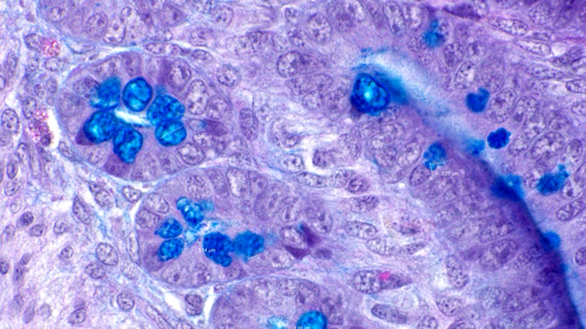 Cross-section of chicken intestine with cells that may be affected by food nanoparticles.