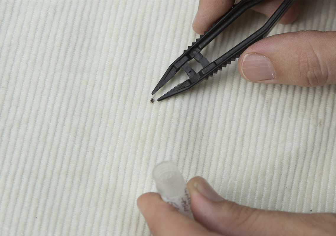 Wesley Kufel, clinical assistant pharmacist in the School of Pharmacy and Pharmaceutical Sciences, is searching for a definitive test to diagnose and monitor treatment for Lyme disease, which is transmitted by ticks.