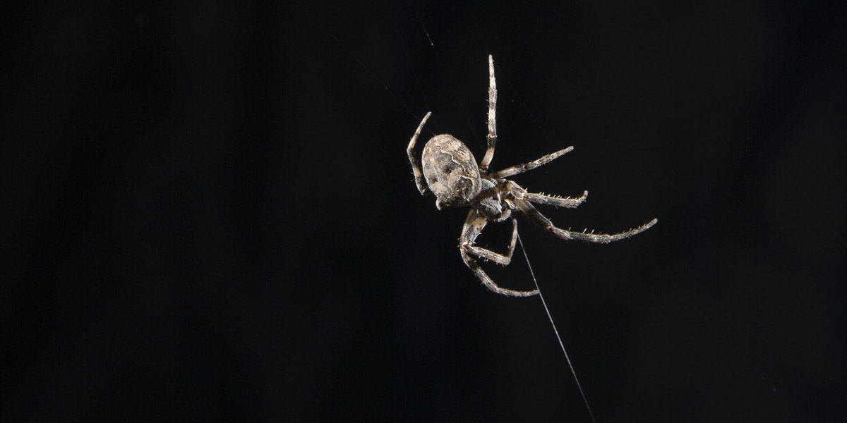 A newly published study of orb-weaving spiders shows they use their webs as extended auditory arrays to capture sounds, possibly giving them advanced warning of incoming prey or predators.
