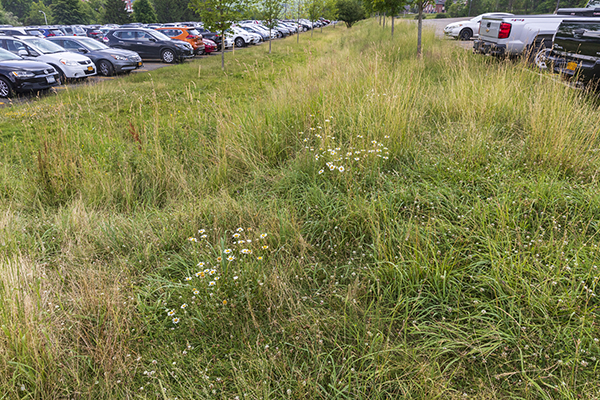 Binghamton University is piloting a low-mow plan that targets certain areas of campus for mowing once a season, like this area next lot M.