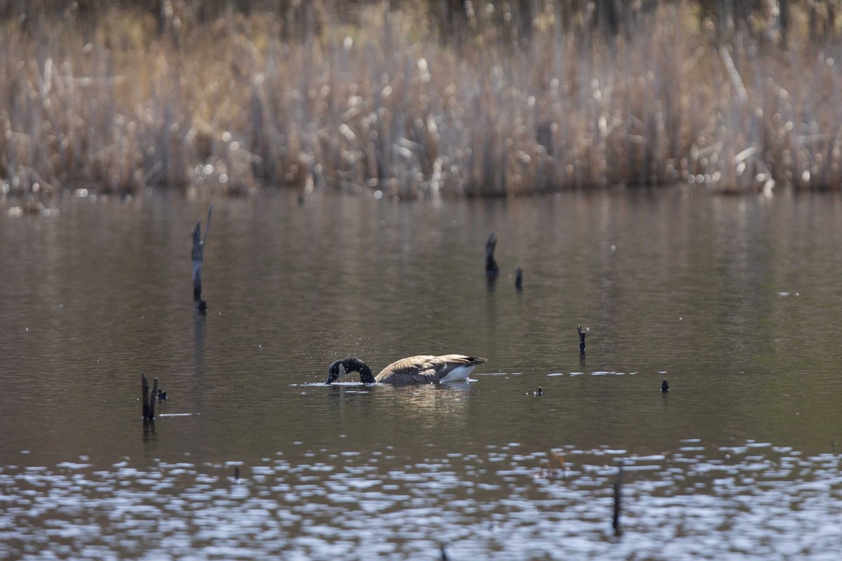 A goose swims in the Binghamton University Nature Preserve on April 17, 2020.