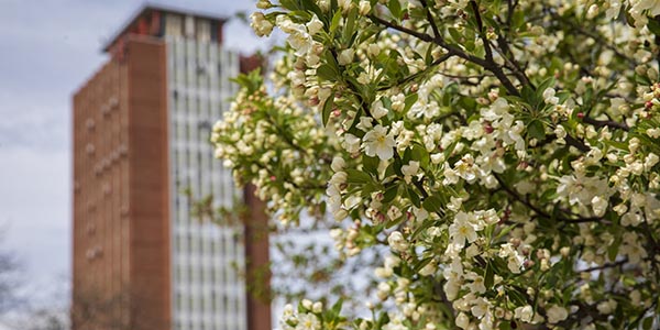 The library tower in the spring.