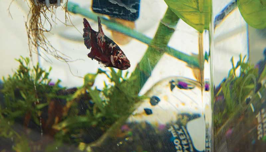 Betta fish Zolgensma, named after the most expensive medication on the market, swims in an aquarium in Assistant Professor of Pharmacy Practice Katie Edwards' lab.