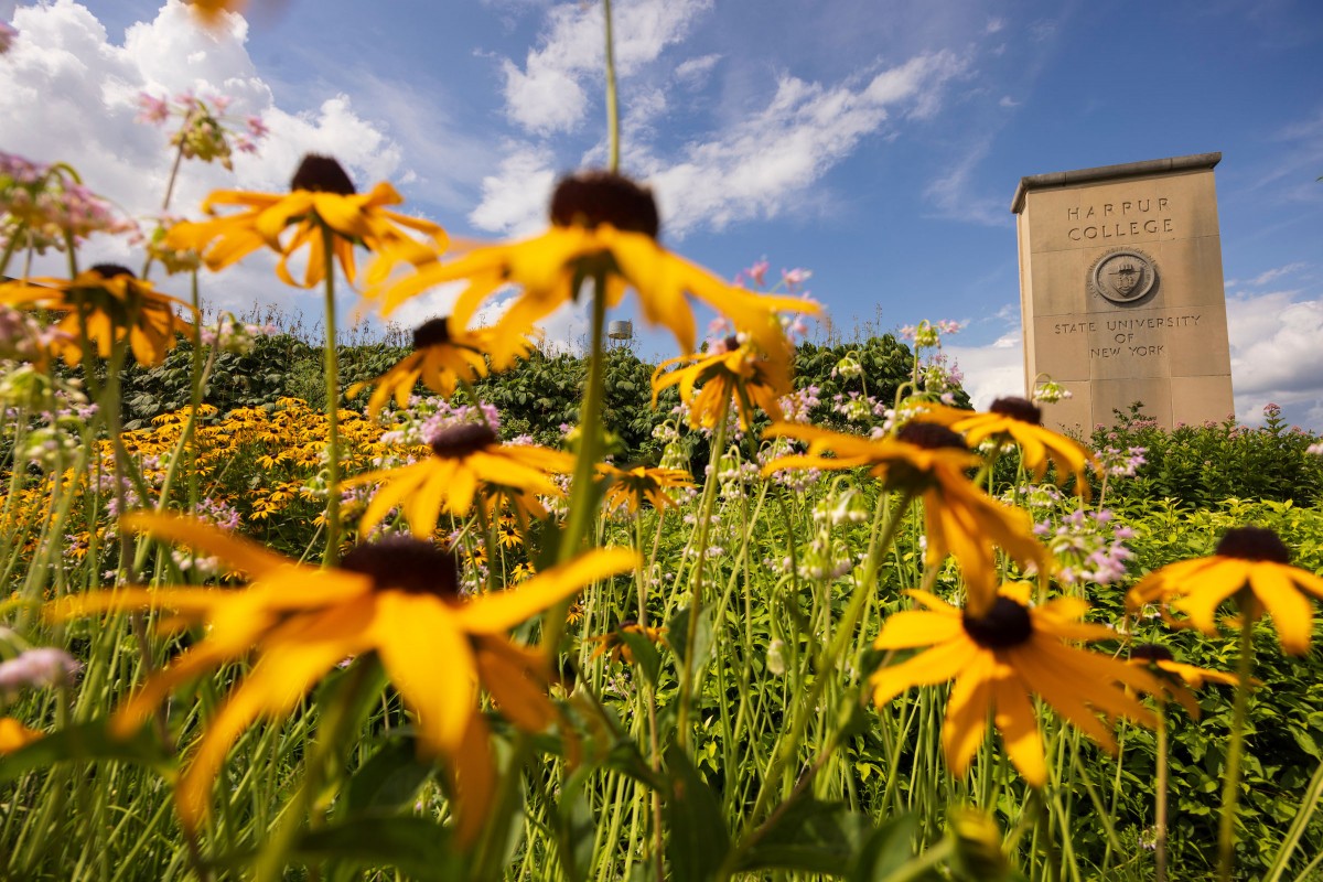 Flowers bloom in the pollinator garden, located near the base of the Harpur College monolith.