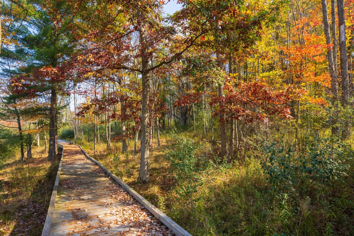A walkway through a wooded area at Nuthatch Hollow