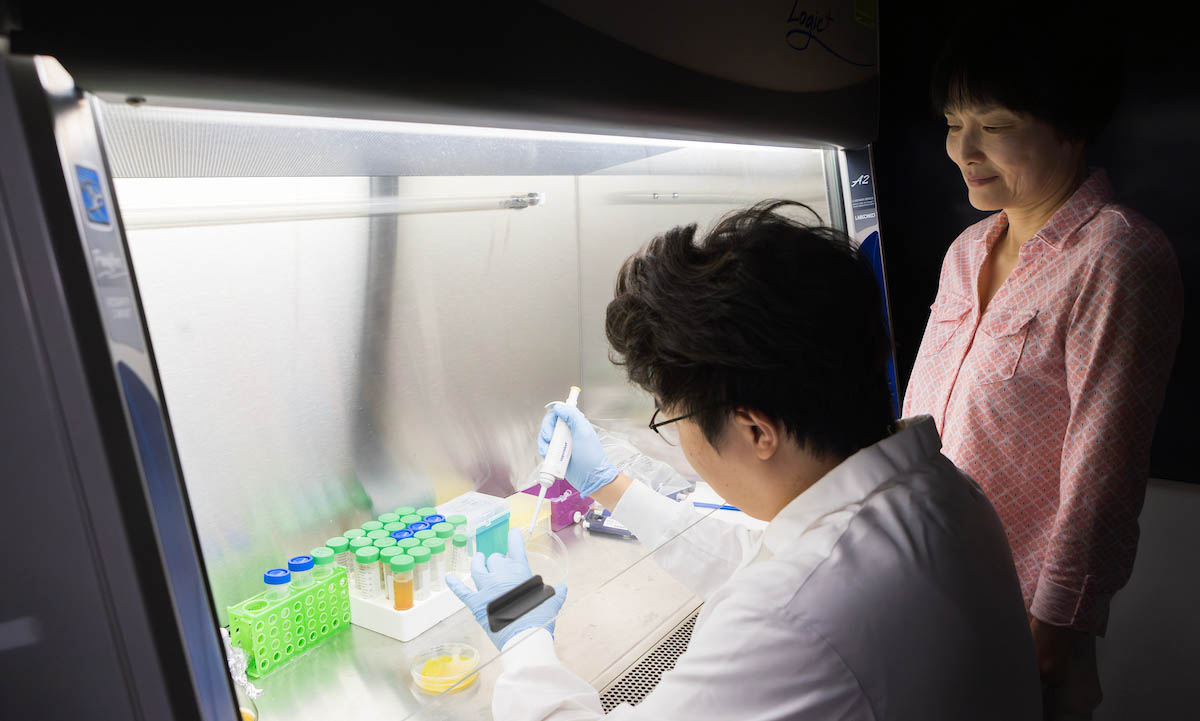 Thomas J. Watson College of Engineering and Applied Science PhD student Tianzheng Liu, left, and Department of Biomedical Engineering Professor Sha Jin have developed a method to turn food waste into biodegradable plastic.