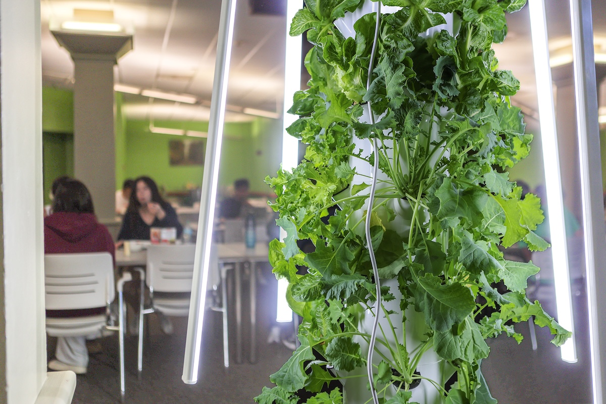 The Tower Gardens at CIW Dining Hall grow produce and herbs such as kale, Swiss chard, dill and basil, with minimal attention.