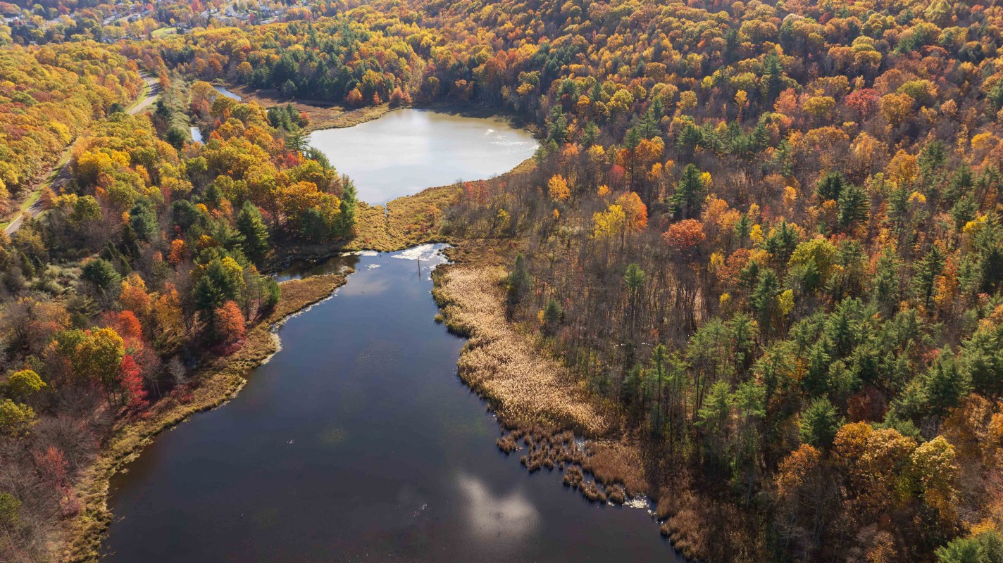 Fall foliage in the Binghamton University Nature Preserve.