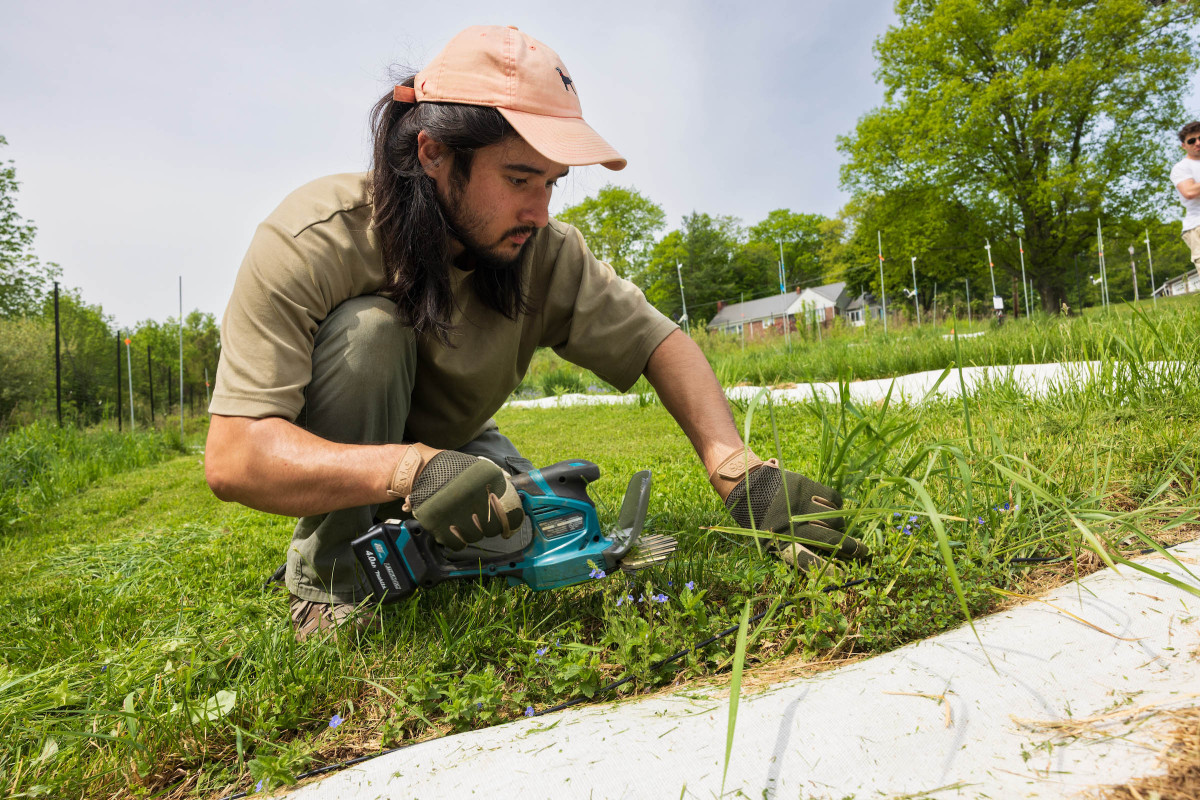 Biological Sciences doctoral student Timothy Kurpiewski conducts research at the Pasture and Lawn Enhanced Diversity Global-change Experiment (PLEDGE), an experimental lawn facility in Nuthatch Hollow.