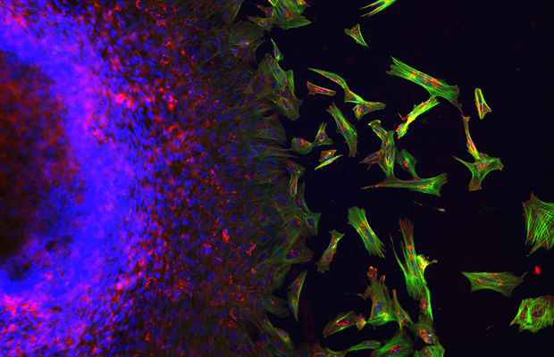 Doctoral student Kirk Butler and undergraduate Alondra Osorno took Best in Show and First Place in the Visualizing the Unseen Category with this image.