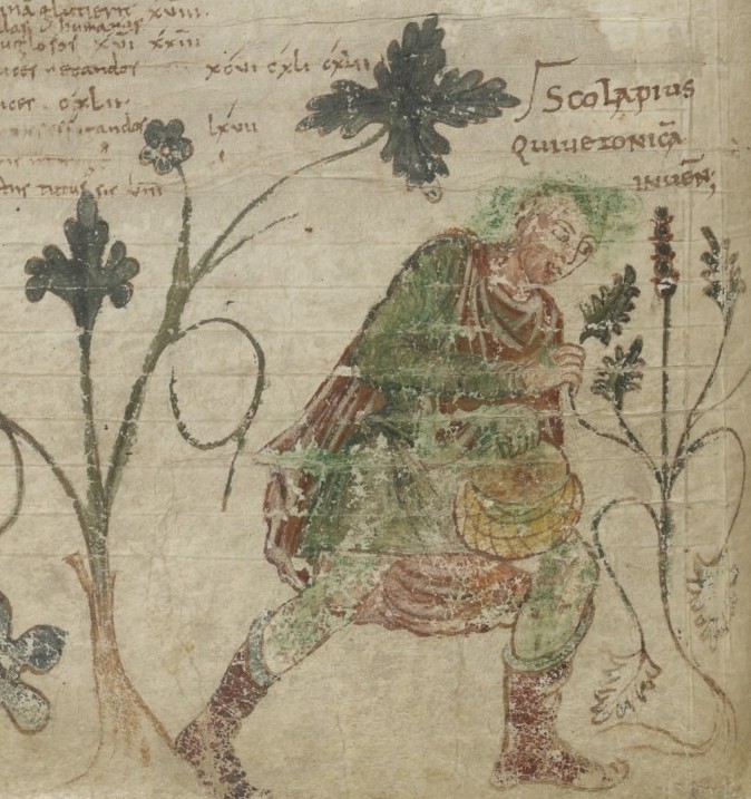 An image from an early Medieval medical text showing a man harvesting an herb.