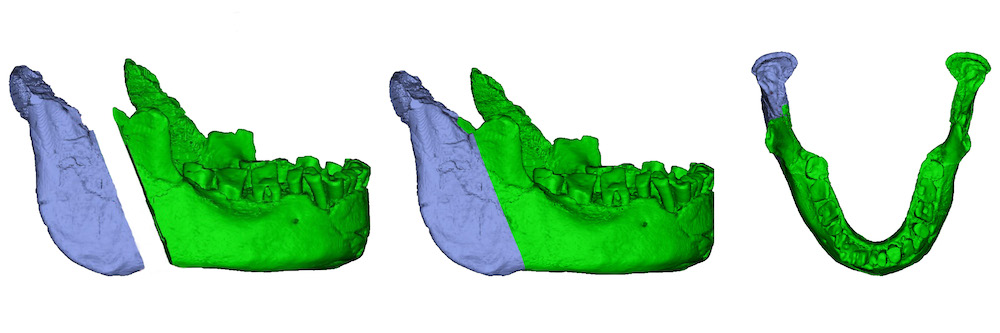 Reconstruction of the 3D model of the Banyoles mandible. Highlighted piece in blue indicates a mirrored element. Left: lateral view of the Banyoles mandible during the alignment process. Center: lateral view of the Banyoles mandible after joining the two pieces together. Right: superior view of the mandible after reconstruction.
