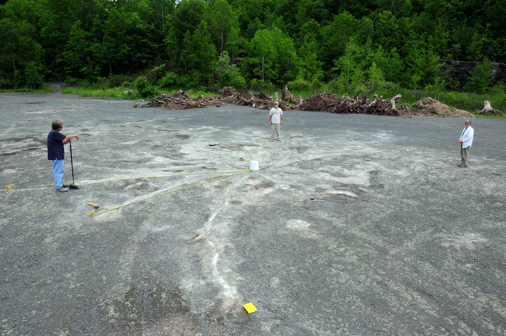 'Archaeopteris' root system at the Cairo fossil forest site at first discovery.