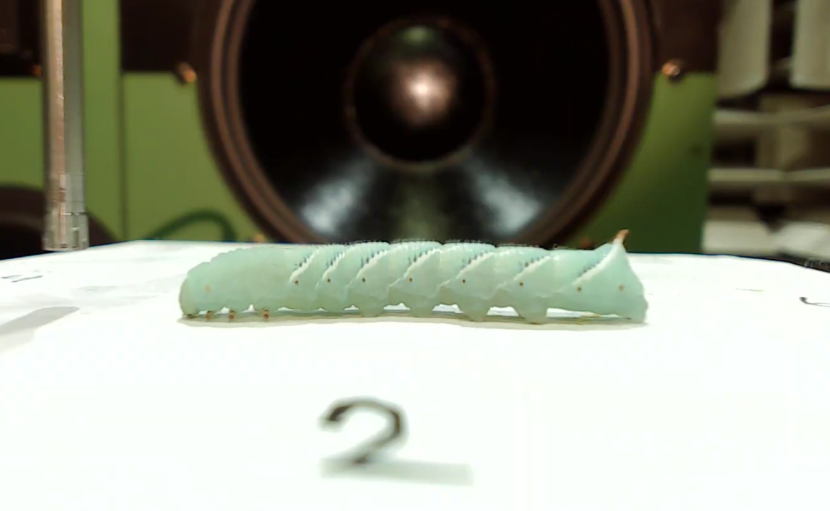 The tobacco hornworm caterpillar, a common garden pest, can actually detect airborne sound via microscopic hairs on its body, according to a team of faculty and graduate students at Binghamton University.