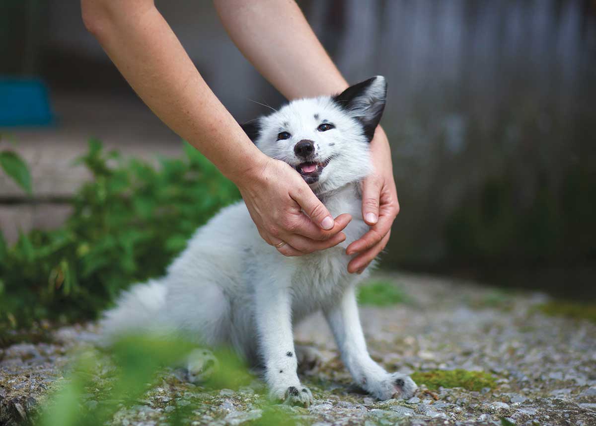 Generations of foxes have been bred for tameness, giving them doglike qualities.