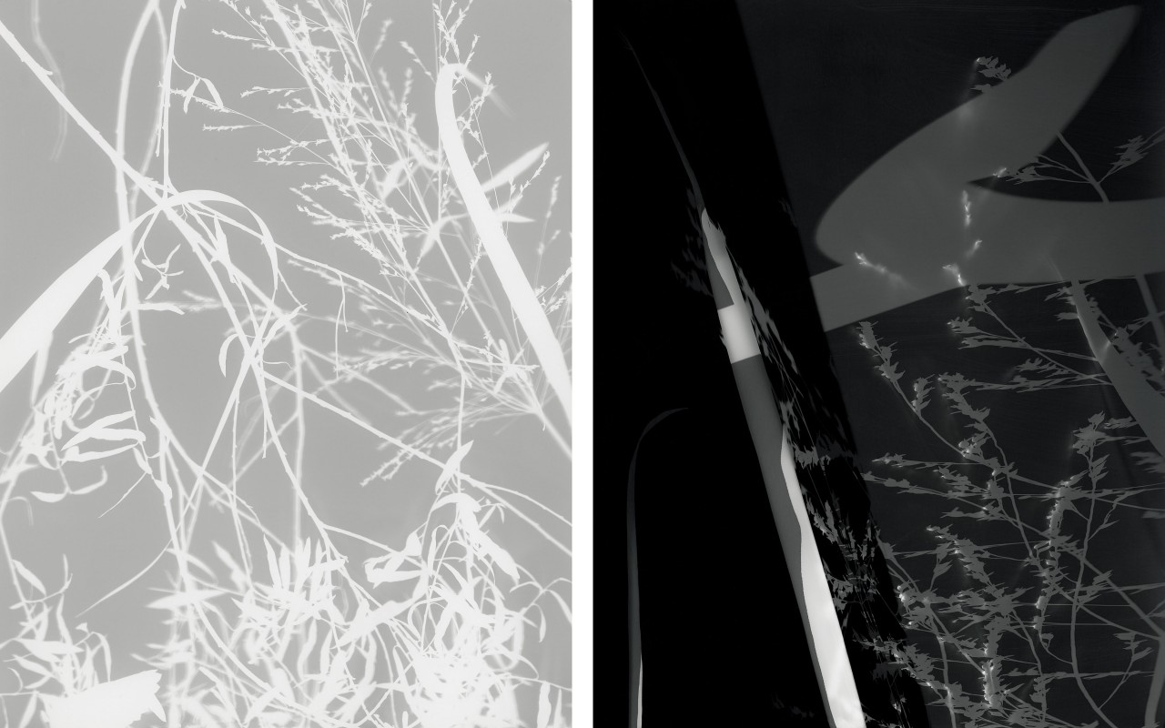 Hans Gindlesberger’s Native Species #1 (left) and Invasive Species #1 (right) are from the 2020 series Dispatches from the Bureau for Recording Clouds. Both feature photograms of native plants; the one on the left was exposed by moonlight and the one on the right by light pollution.