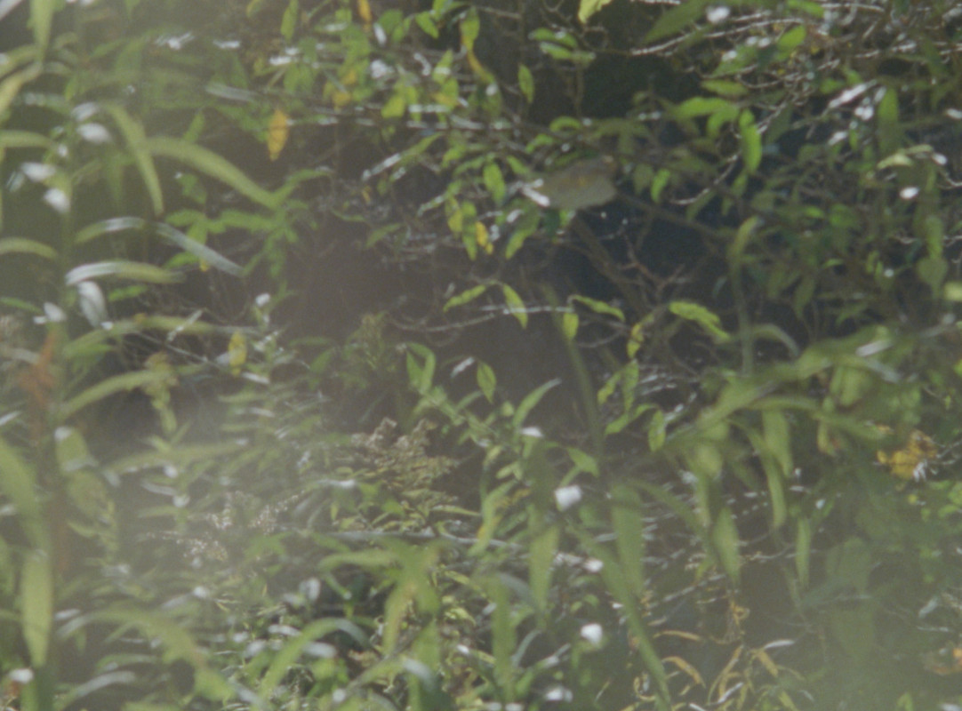 A still from Binghamton University Assistant Professor of Cinema Magdalena Bermudez’s experimental film 'Hiding Places.'