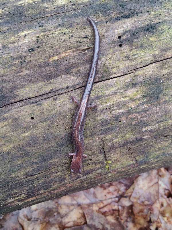 An eastern red-backed salamander on a piece of wood.