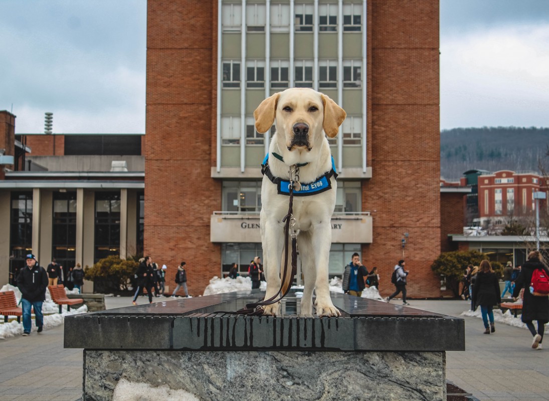 Stan, a guide dog in training, strikes a pose on the campus infinity fountain.