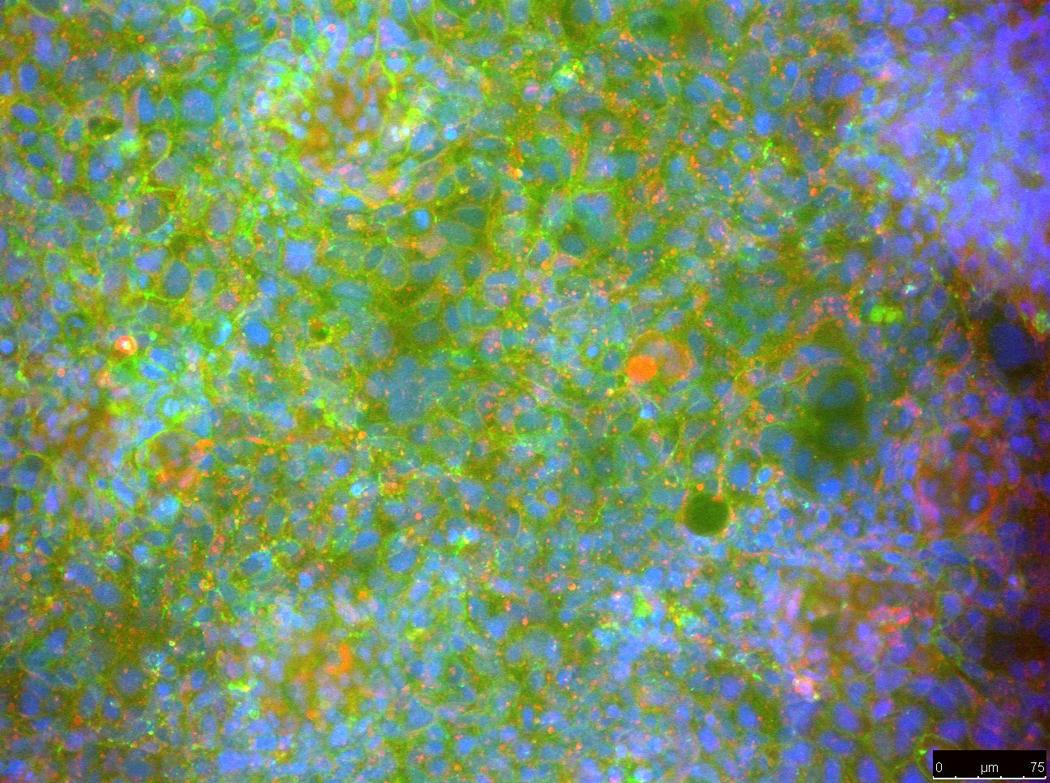 This composite of three fluorescence images details the main sectors of a cell line: nuclei, mucus, and cell walls. Immunocytochemistry imaging shows the effect of microplastics absorption by cells in the body, detailing the potential dangers of food contamination using unsafe food packaging methods.