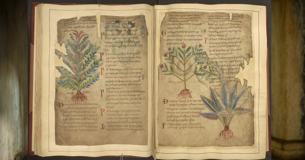 Medieval manuscripts like the Cotton MS Vitellius C III highlight uses for herbs that reflect modern-day wellness trends.