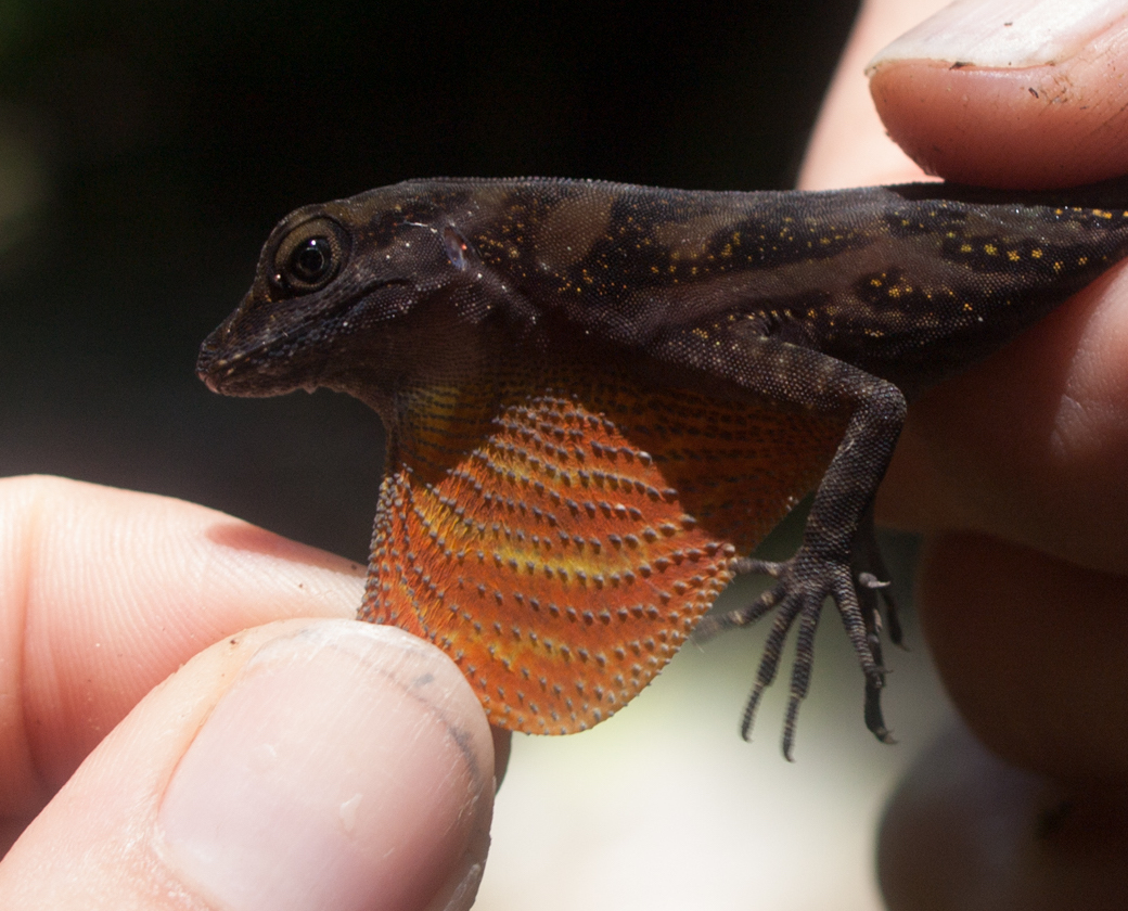 A water anole with a colorful dewlap.