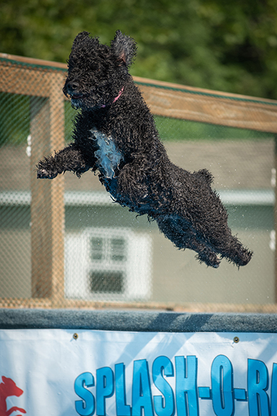 Cali takes flight into the pool.