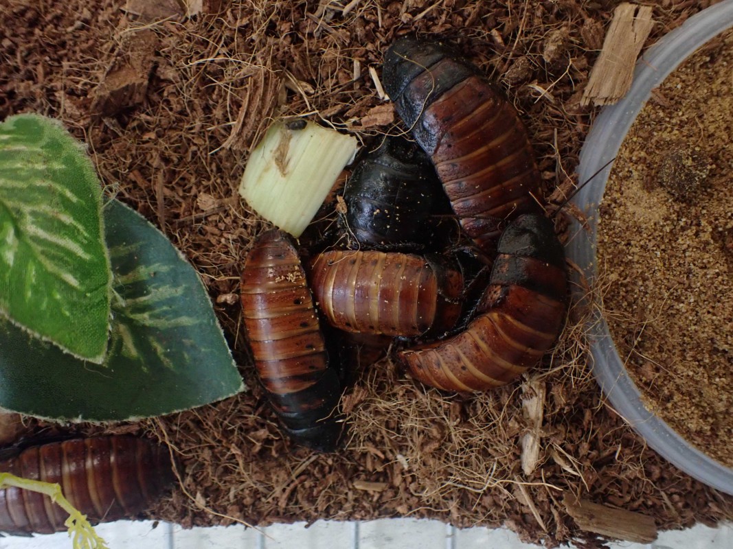 Research: Cockroaches gather in groups to keep from drying out ...