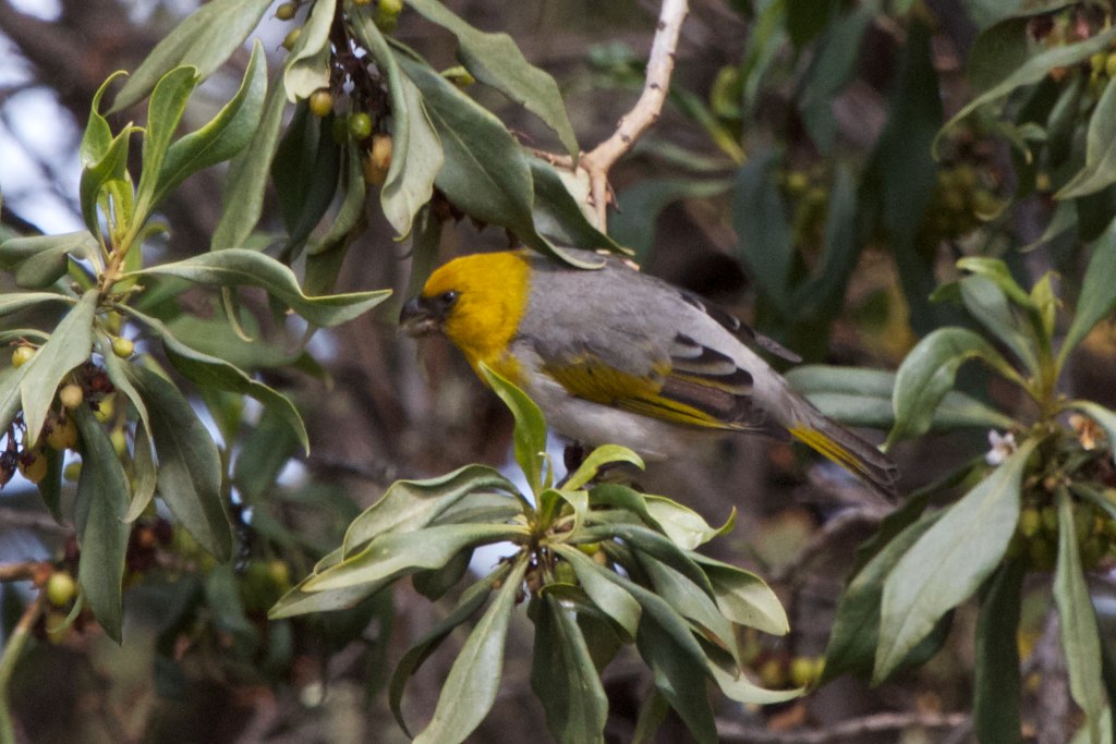 A Palila bird on a branch in Hawaii.