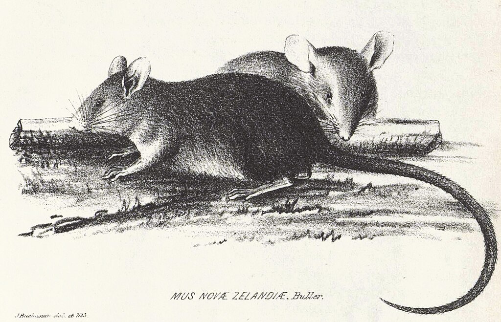 Illustration of Polynesian rat from an 1870 article in 