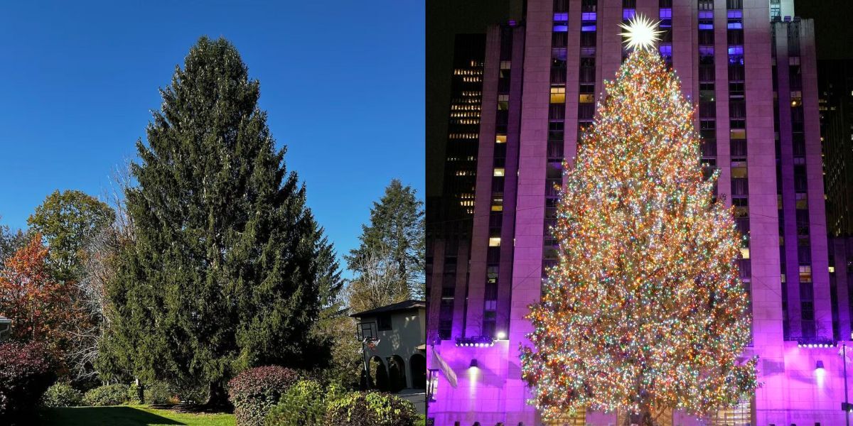 A before and after shot of the Rockefeller Christmas tree, showing the tree in both its original location and lit in the Plaza.