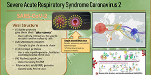The viral structure of SARA-CoV-2 (coronavirus)