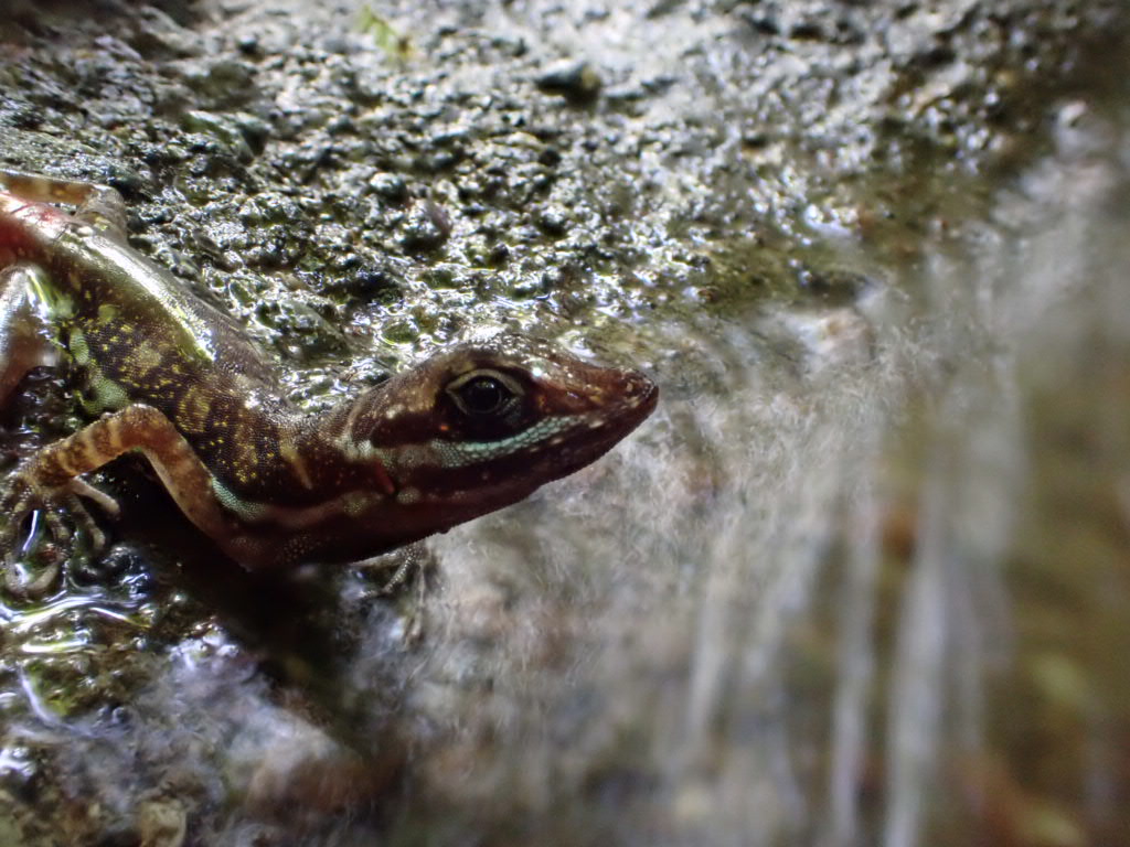 Anolis aquaticus, a semi-aquatic lizard species in Costa Rica