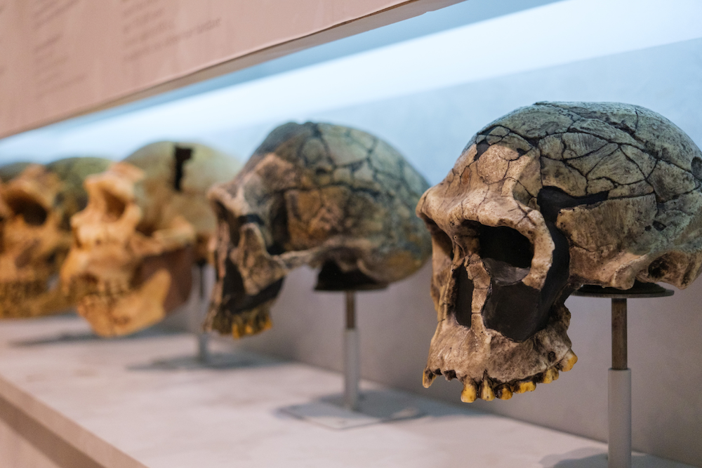 Human evolution didn't suddenly stop -- it's still happening today, according to Distinguished Professor Emeritus of Anthropology Michael A. Little.