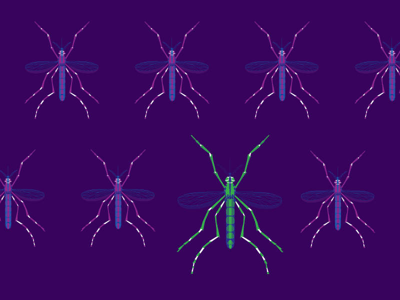 Mosquito-borne diseases like Zika, dengue, West Nile, chikungunya and yellow fever are responsible for several million deaths every year.