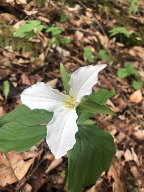 A white trillium flower growing in the woods