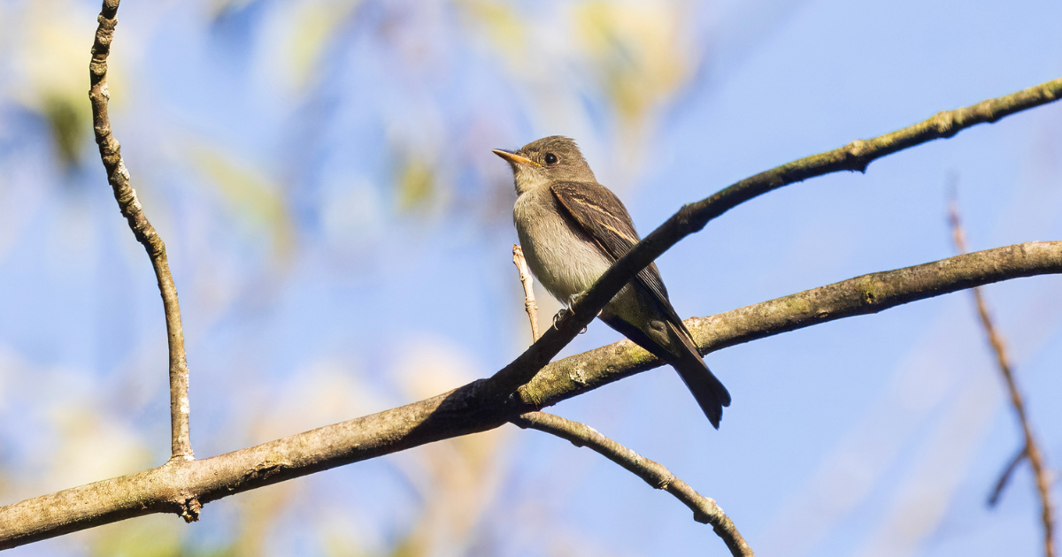 Wood-pewees migrate from places like Upstate New York to spend their winters in Central America and northern South America.