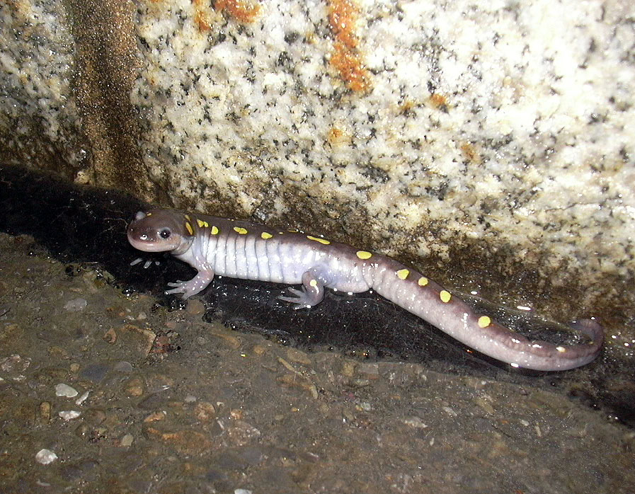 Yellow-spotted salamander on the Connector Road.