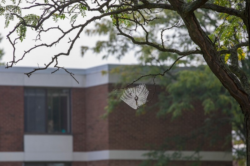 A web on Binghamton University's campus that may belong to the next spider whose silk is researched in the anechoic chamber.