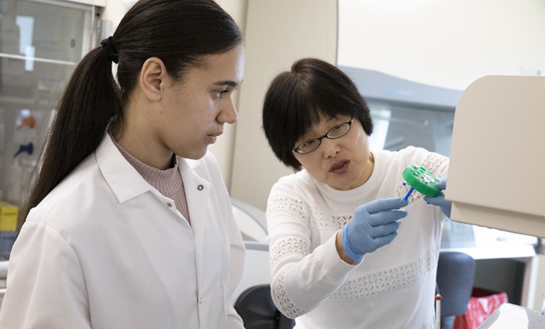 Professor Sha Jin, undergraduate director for the Department of Biomedical Engineering, shows sophomore Deana Moffat, a Collegiate Science and Technology Entry Program scholar, how to remove cells from animal tissues and extract extracellular matrix proteins from the tissues.