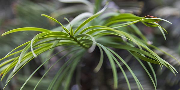 A 'Wollemia nobilis' at the E.W. Heier Teaching Greenhouse.