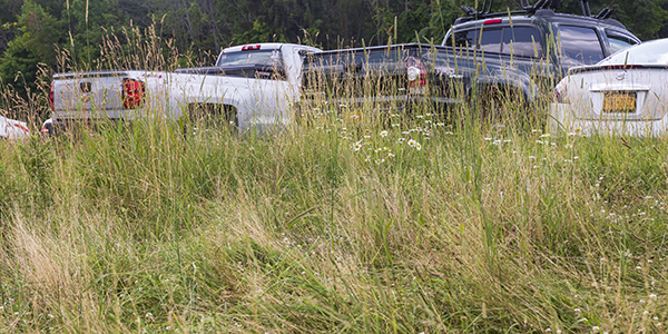 Establishing low-mow areas of campus like this one by the M parking lot is one example of many initiatives Binghamton University has instituted that enabled it to achieve STARS Gold status for sustainability.