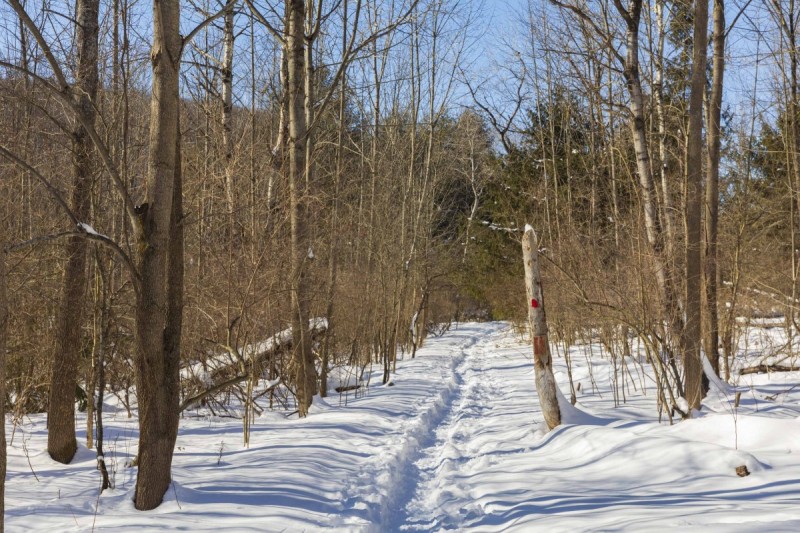 A sunny winter day in the Binghamton University Nature Preserve after a snowfall, February 8, 2021.
