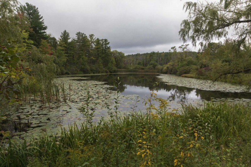 The pond at Nuthatch Hollow on Sept. 17, 2021.