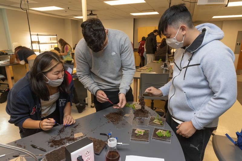 Chelsea Miao, Theo Kyrou and Ethan Mak work as a team to remove dirt from a plant's roots so they can measure their mass and size in lecturer Miranda Kearney's biology lab.