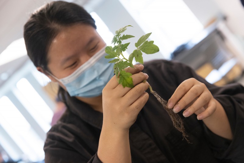 Students taking Lecturer Miranda A. Kearney's Introductory Biology lab grow tomato plants in old CD cases at a Science II laboratory, March 23, 2022. Xinlei Lin removes dirt from the plant's roots to measure the size and mass of the shoot and roots.