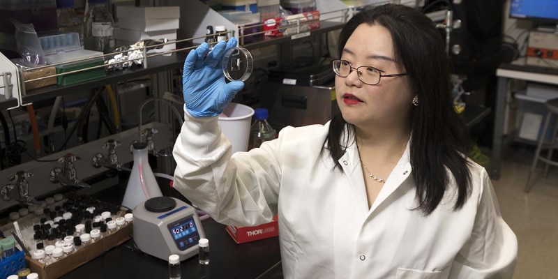 Assistant Professor Siyuan Rao from the Thomas J. Watson College of Engineering and Applied Science’s Department of Biomedical Engineering studies how bioelectronics interface with the brain and nervous system.