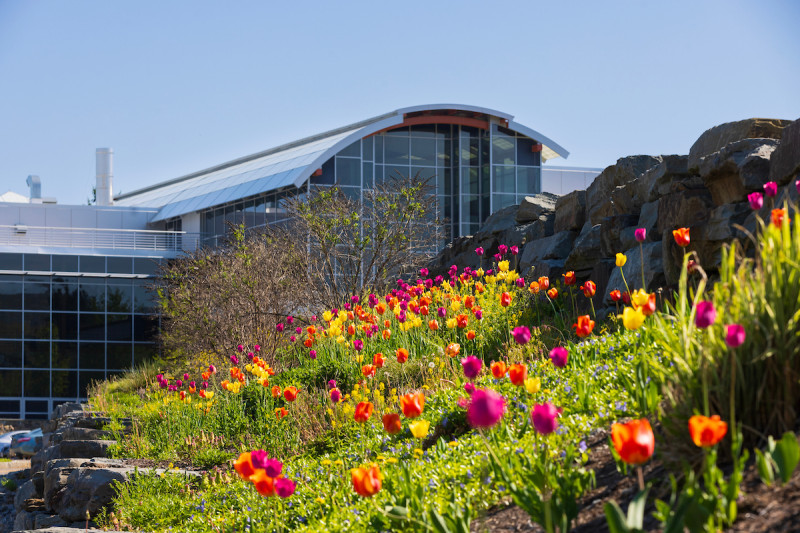 Tulips bloom during a spring morning in May 2025 near the Center of Excellence at the Innovative Technologies Complex, home to numerous path-breaking Binghamton research projects.