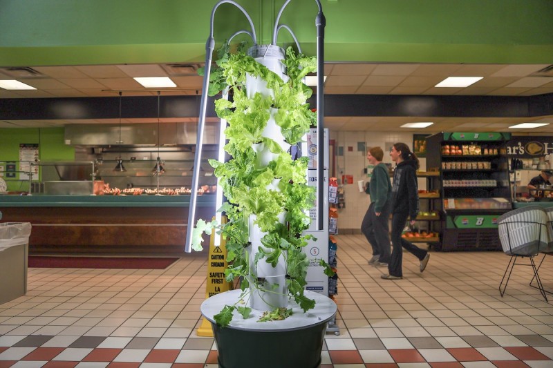 Hydroponic towers located at College-in-the-Woods Dining Hall provide produce for diners as well as the Food Pantry.